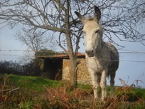 turismo rural Asturias