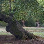 Ruta Carbayera de Tragamón Gijón