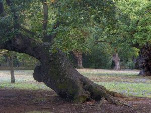 Ruta Carbayera de Tragamón Gijón