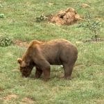 Senda del Oso