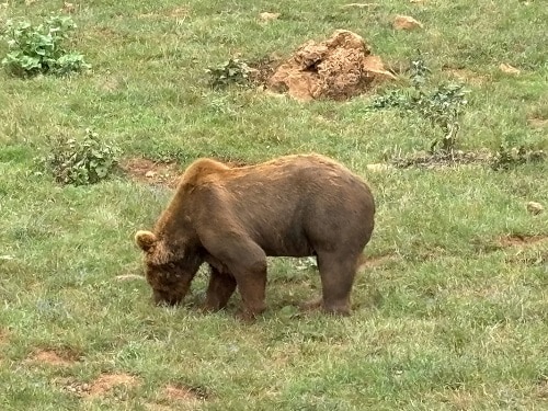 Senda del Oso