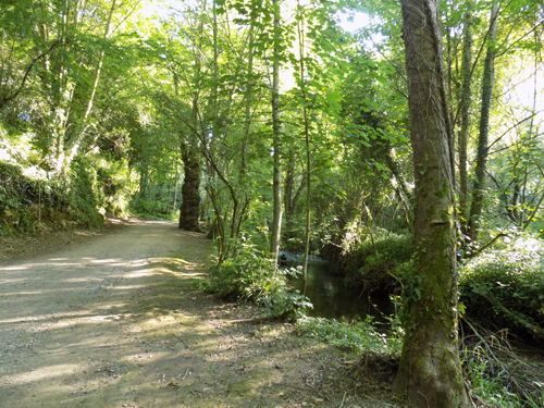 Ruta Carbayera Tragamón