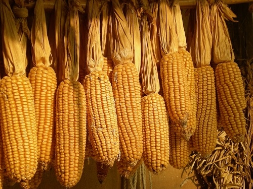 Festival del Esfoyón de Navelgas