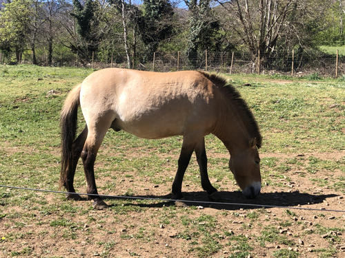 Parque de la Prehistoria de Teverga