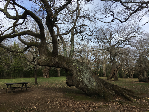 Rutas de Senderismo en Gijón